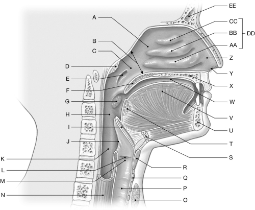 Figure 24.1 Using the figure above, identify the labeled part. -Label S: ______________________________