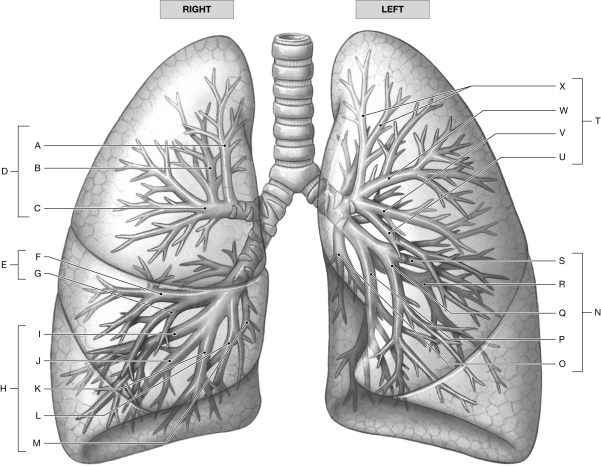Figure 24.2 Using the figure above, identify the labeled part. -Label J: ______________________________