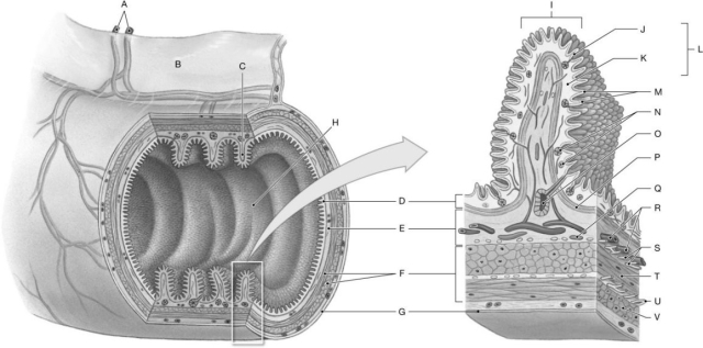 Figure 25.1 Using the figure above, identify the labeled part. -Label L: ______________________________