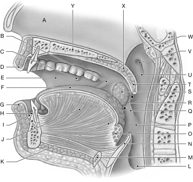Figure 25.2 Using the figure above, identify the labeled part. -Label M: ______________________________