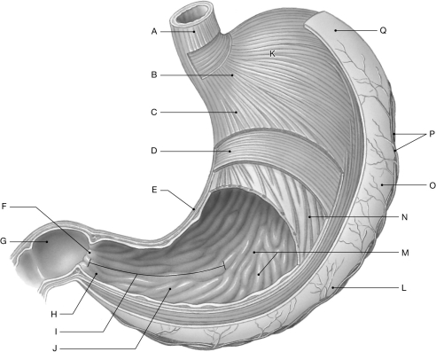 Figure 25.4 Using the figure above, identify the labeled part. -Label D: ______________________________