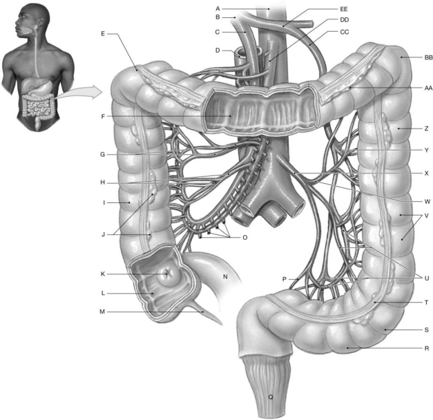 Figure 25.6 Using the figure above, identify the labeled part. -Label B: ______________________________