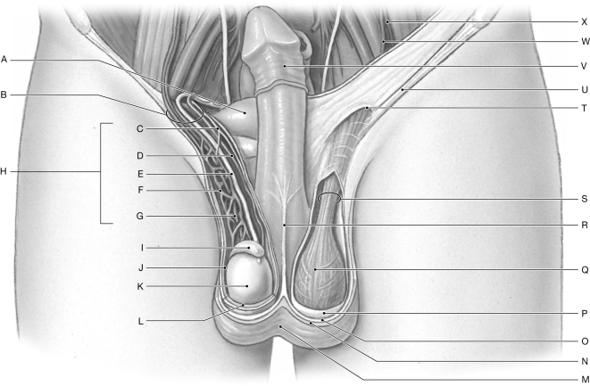Figure 27.2 Using the figure above, identify the labeled part. -Label D: ______________________________