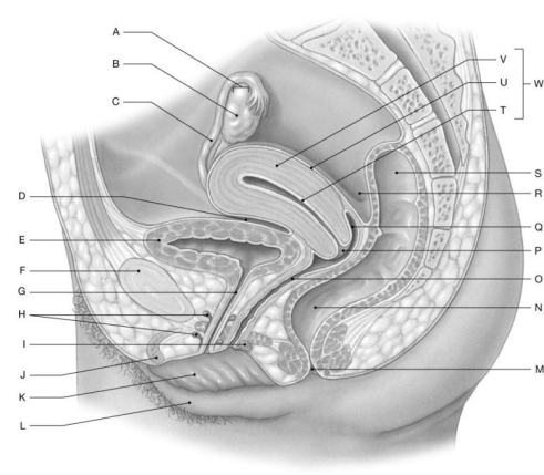 Figure 27.4 Using the figure above, identify the labeled part. -Label E: ______________________________