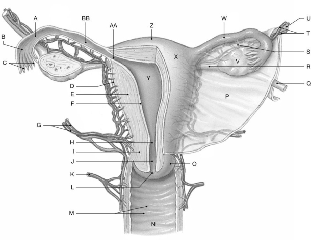 Figure 27.5 Using the figure above, identify the labeled part. -Label C: ______________________________