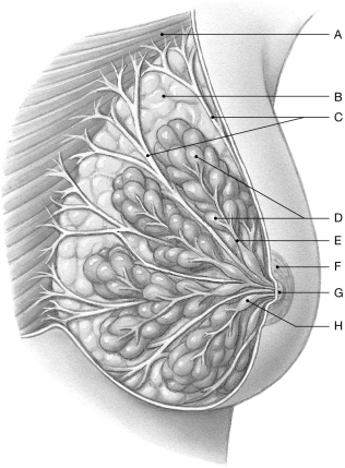 Figure 27.7 Using the figure above, identify the labeled part. -Label A: ______________________________