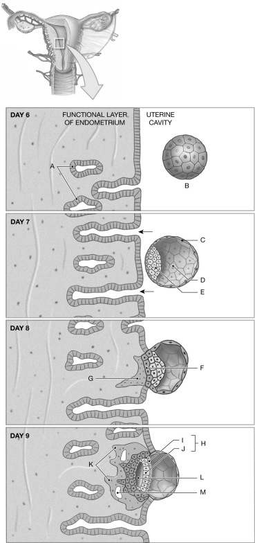 Figure 28.1 Using the figure above, identify the labeled part. -Label M: ______________________________