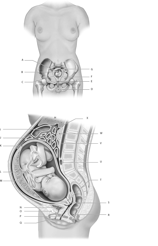 Figure 28.3 Using the figure above, identify the labeled part. -Label R: ______________________________