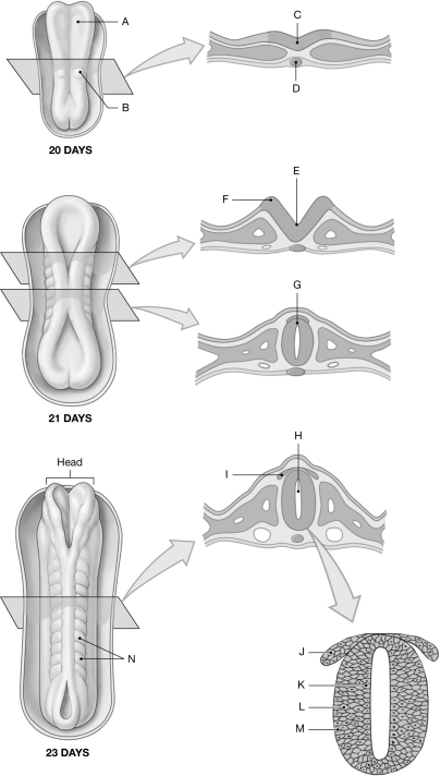 Figure 28.4 Using the figure above, identify the labeled part. -Label I: ______________________________