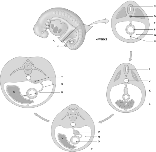 Figure 28.5 Using the figure above, identify the labeled part. -Label N: ______________________________