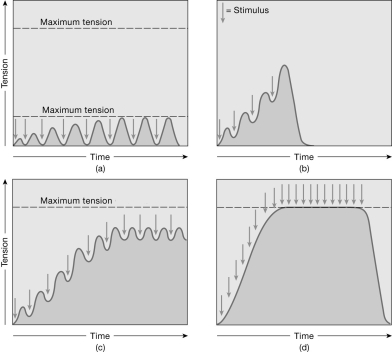 Figure 10-2 Muscle Contractions Use Figure 10-2 to answer the following question: -What is thought to happen in a muscle during the response shown in graph (a)?