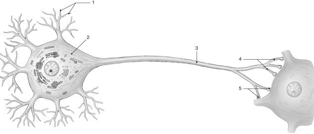 <strong> Figure 12-1 The Neuron Use Figure 12-1 to answer the following questions: Which type of membrane channels are found at label 3?</strong> A)voltage-gated Na⁺ channels B)voltage-gated K⁺ channels C)chemically-gated Na⁺ and K⁺ channels D)voltage-gated Ca²⁺ channels E)both voltage-gated Na⁺ channels and voltage-gated K⁺ channels