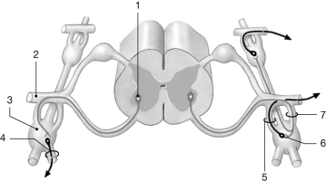 <strong> Figure 16-1 ANS Pathway Use Figure 16-1 to answer the following questions: Identify the structure labeled 6.</strong> A)somatic motor neuron B)preganglionic neuron C)sensory neuron D)ganglionic neuron E)astrocyte
