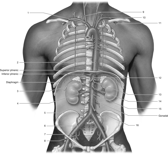 Figure 21-1 Arteries Use Figure 21-1 to answer the following question: -Identify the artery labeled 16.