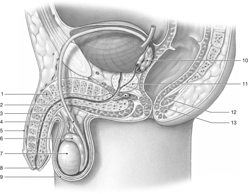 Figure 28-1 The Male Reproductive System Use Figure 28-1 to answer the following question: -Identify the structure labeled 9.