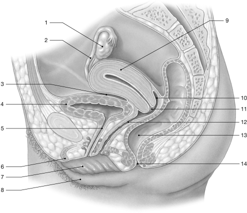 Figure 28-2 The Female Reproductive System Use Figure 28-2 to answer the following question: -Identify the structure labeled 7.