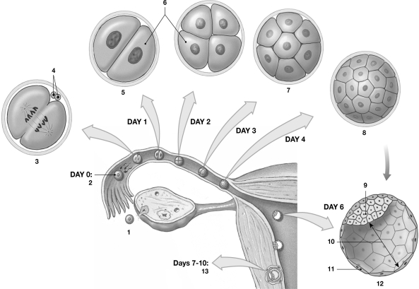 Figure 29-1 Early Human Development Use Figure 29-1 to answer the following question: -Identify the structures labeled 4.