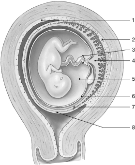 Figure 29-2 Fetus at 10 Weeks Use Figure 29-2 to answer the following question: -Identify the structure labeled 3.