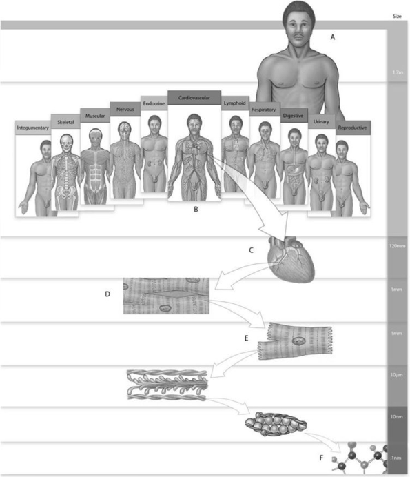 Figure 1.1 Using the figure above, answer the following questions. -Label F is which level of organization?