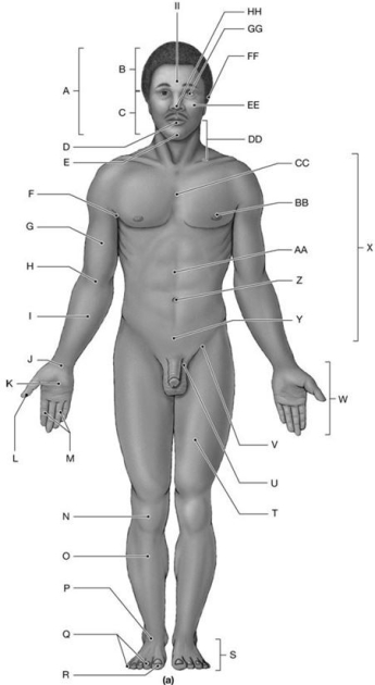 Figure 1.2 Using the figure above, answer the following questions. -What is the anatomical term for Label N?