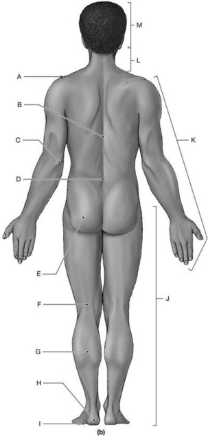 Figure 1.3 Using the figure above, answer the following questions. -What is the anatomical term for Label L?