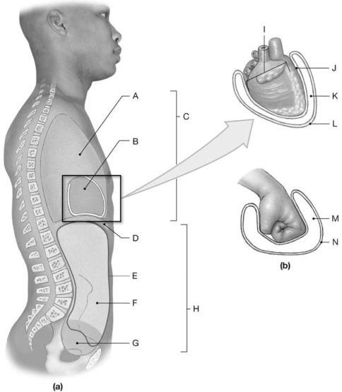 Figure 1.5 Using the figure above, answer the following questions. -What is the anatomical term for Label D?