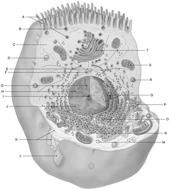 Figure 2.1 Using the figure above, answer the following questions. -What is the anatomical term for Label S?