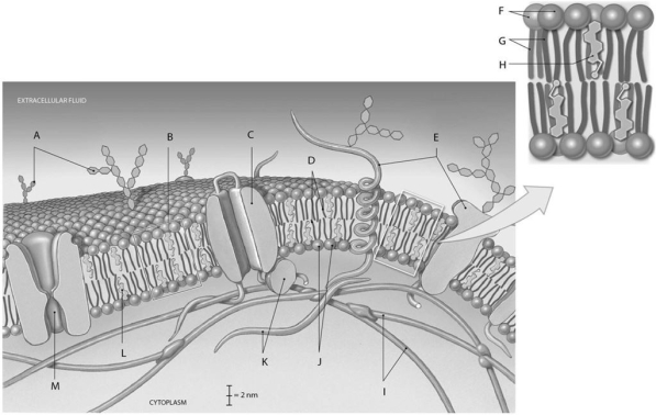 Figure 2.2 Using the figure above, identify the labeled parts. -What is the anatomical term for Label I?