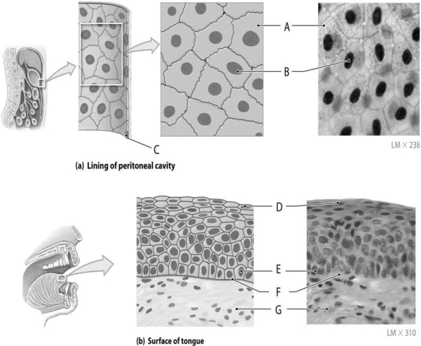 Figure 3.1 Using the figure above, answer the following questions. -Identify the specific structure indicated by Label F.