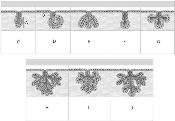 Figure 3.2 Using the figure above, identify the gland features and types. -Identify the gland indicated by Label J.