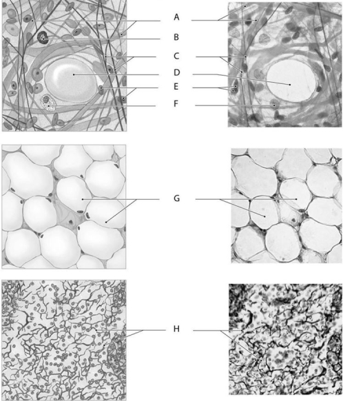 Figure 3.3 Using the figure above, answer the following questions. -Identify the specific structure indicated by Label B.