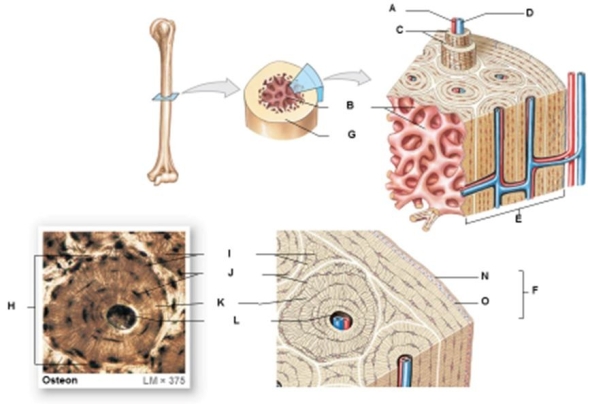 Figure 3.4 -Identify the specific structure indicated by Label K.