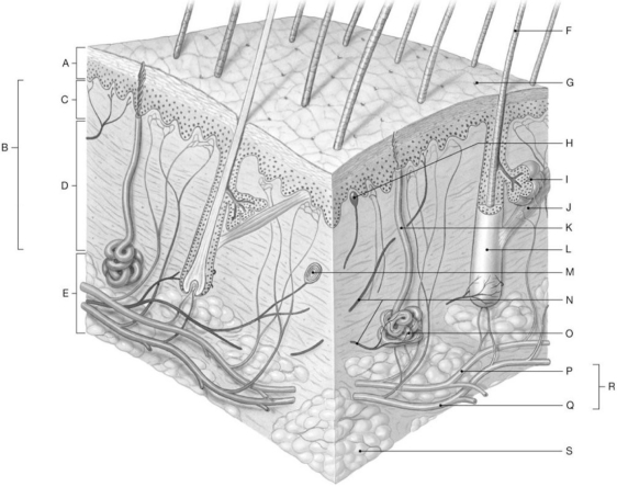 Figure 4.1 Using the figure above, identify the specified labeled part in each of the following questions. -What is the structure indicated by Label S?