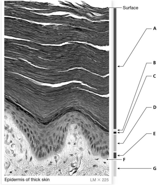 Figure 4.2 Using the above-referenced micrograph of the epidermis of thick skin, identify the specified labeled part in each of the following questions. -What is the structure indicated by Label C?