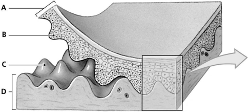 Figure 4.3 Using the figure above, identify the specified labeled part indicated in each of the following questions. -Identify the structure indicated by Label D.