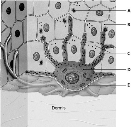 Figure 4.4 Using the above-referenced drawing of the stratum basale of a dark-skinned person, indicate the specified labeled part in each of the following questions. -Identify the structure indicated by Label E.