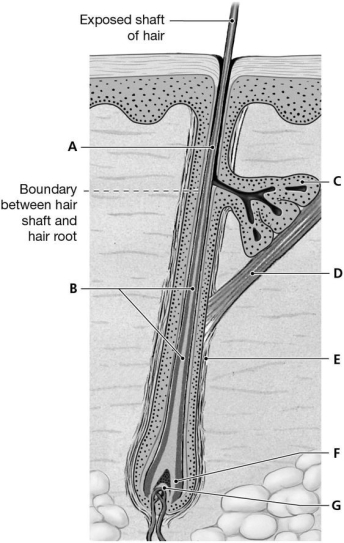 Figure 4.5 Using the above-referenced drawing of a single hair follicle in longitudinal section, indicate the specified labeled part in each of the following questions. -Identify the structure indicated by Label F.