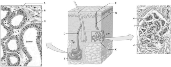 Figure 4.6 Using the above-referenced micrographs and diagram, identify the specified labeled part in each of the following questions. -Identify the structure indicated by Label D.