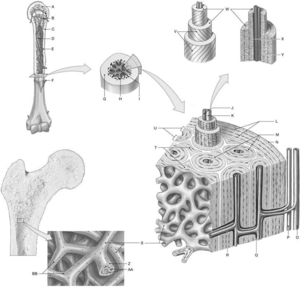 Figure 5.1 Using the above-referenced diagrams depicting the internal organization in representative bones, identify the specified labeled part in each of the following questions. -Identify the structure indicated by Label X.