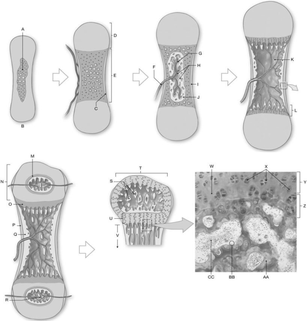 Figure 5.2 Using the above-referenced figures depicting steps in endochondral ossification, identify the specified labeled part in each of the following questions. -Identify the structure indicated by Label L.