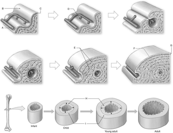 Figure 5.3 Using the above-referenced diagrams depicting events that occur during appositional bone growth, identify the specified labeled part in each of the following questions. -Identify the structure indicated by Label B.