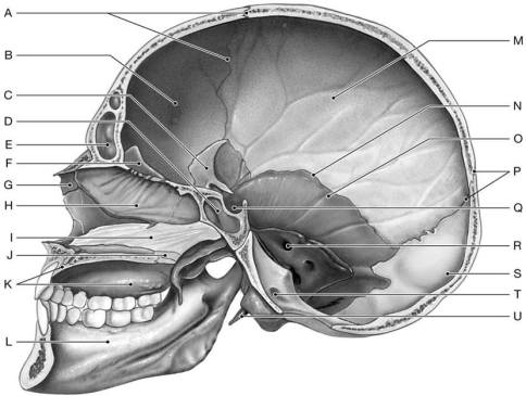 Figure 6.3     Using the above-referenced figure of the midsagittal view of the right side of the skull, identify the specified labeled part in each of the following questions. -Identify the structure indicated by Label K.