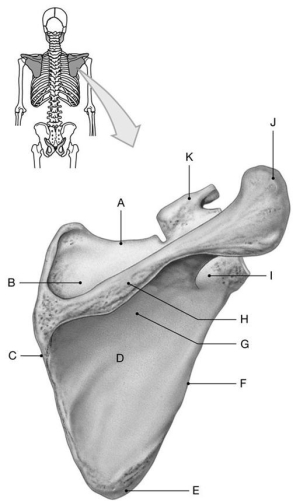 <strong>Figure 7.2 Using the above-referenced posterior view of the scapula, identify the specified labeled part in each of the following questions. Identify the structure indicated by Label I.</strong> A) Infraglenoid tubercle B) Spine C) Body D) Neck E) Inferior angle