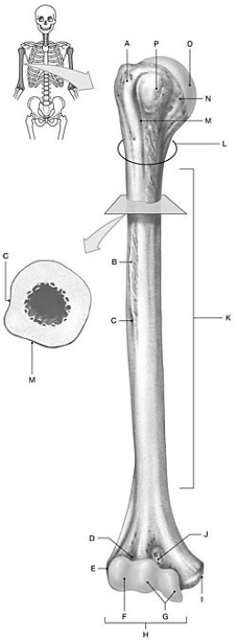 <strong>Figure 7.3 Using the above-referenced figure of the anterior view of the humerus, identify the specified labeled part in each of the following questions. Identify the structure indicated by Label G.</strong> A) Capitulum B) Deltoid tuberosity C) Greater tubercle D) Lesser tubercle E) Trochlea