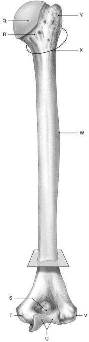 Figure 7.4 Using the above-referenced figure of the posterior view of the humerus, identify the specified labeled part in each of the following questions. -Identify the structure indicated by Label S.