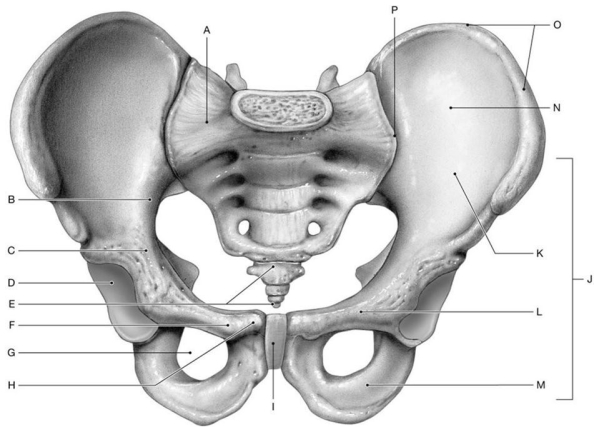 Figure 7.7 Using the above-referenced anterior view of the pelvis, identify the specified labeled part in each of the following questions. -Identify the structure indicated by Label D.