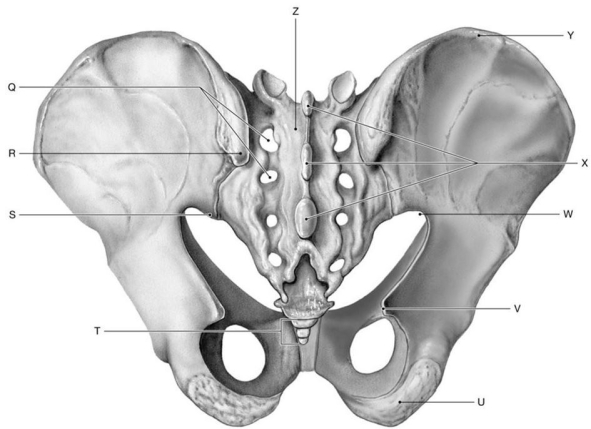 Figure 7.8     Using the above-referenced posterior view of the pelvis, identify the specified labeled part in each of the following questions. -Identify the structure indicated by Label Y.