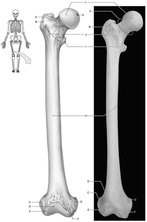 Figure 7.9 Using the above-referenced figures depicting the landmarks on the anterior surface of the right femur, identify the specified labeled part in each of the following questions. -Identify the structure indicated by Label B.