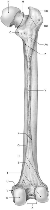 Figure 7.10     Using the above-referenced figure depicting landmarks on the posterior surface of the right femur, identify the specified labeled part in each of the following questions. -Identify the structure indicated by Label R.