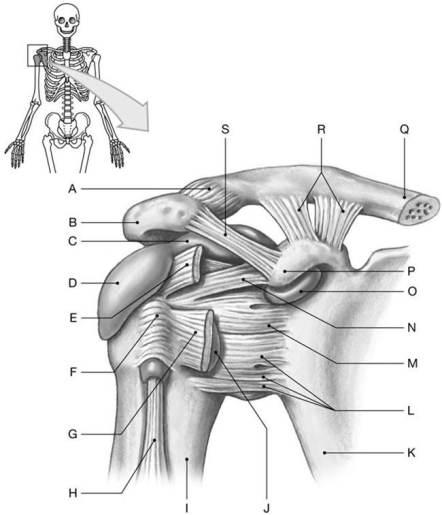 Figure 8.3     Using the above-referenced anterior view of the right shoulder joint, identify the specified labeled items in each of the following questions. -Identify the structure(s) indicated by Label B.
